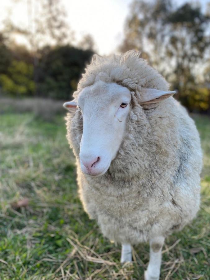 Flowerdale Estate Strath Creek エクステリア 写真